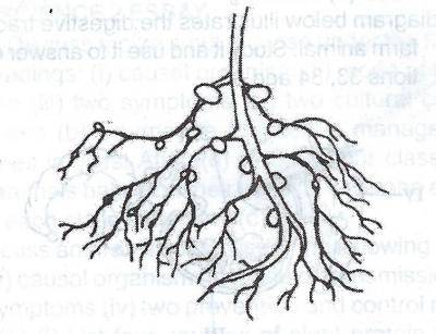 In the above diagram, what crop roots are represented?
