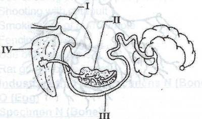 The diagram above is the digestive tract of a farm animal. What farm animal is being referred to?
