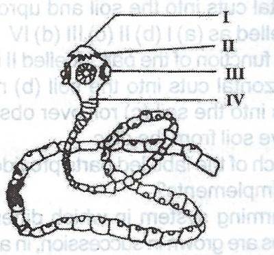 The parts labelled I, II and III of the farm animal parasite above form the
