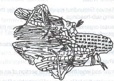 The diagram above is a crop pest. A cultural method used in controlling the pest illustrated is
