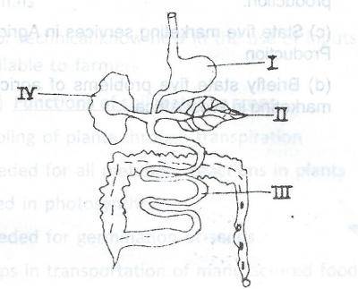 In the diagram of the digestive tract of a farm animal illustrated above, deamination is a function of the part labelled

