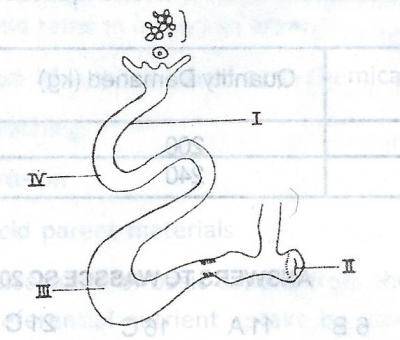 In the diagram illustrated above, chalaza is formed in the part labelled
