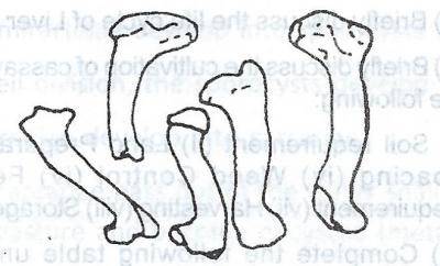 The animal by-product illustrated in the diagram above is not used in making
