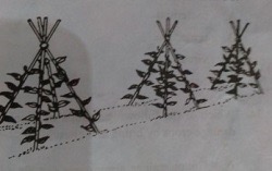 Crops which require the illustrated farm operation are
