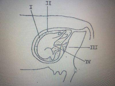 The foetus obtains dissolved oxygen and nutrients from the dam through the parts labelled
