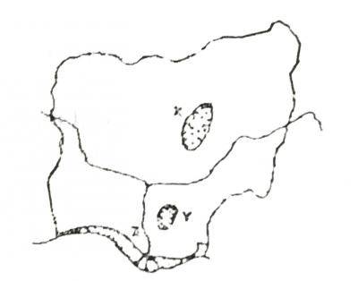 Use the map below to answer the question. The most important minerals found in the area marked X are
