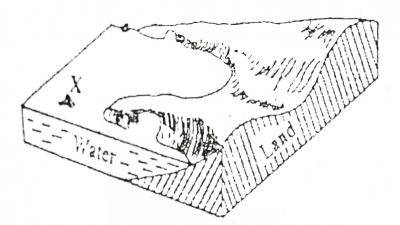 The feature marked X in the diagram is a________
