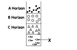 The part labelled X in the soil profile above is known as
