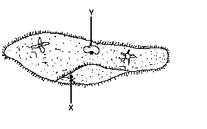 The structure labelled X is used by the organism in the same way as man uses his?

