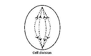 What stage during cell division is represented in the figure above?
