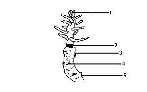Which part of the twig produces auxins?
