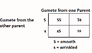 In the illustration above, the genotypes of the offsprings are

