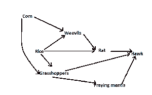 Which organism in the food-web illustrated above is an omnivore?
