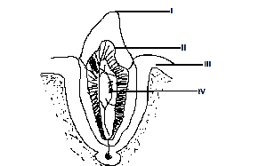 The part that is similar to the bone is labelled 
