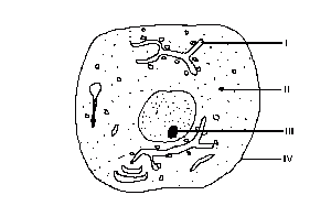 Protein is synthesized in the part labelled
