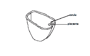 An example of a plant having the placentation shown is

