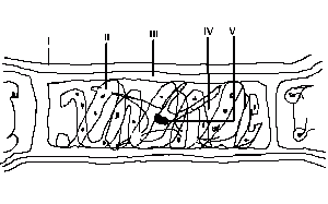 The sexual reproductive function is performed by the part labelled
